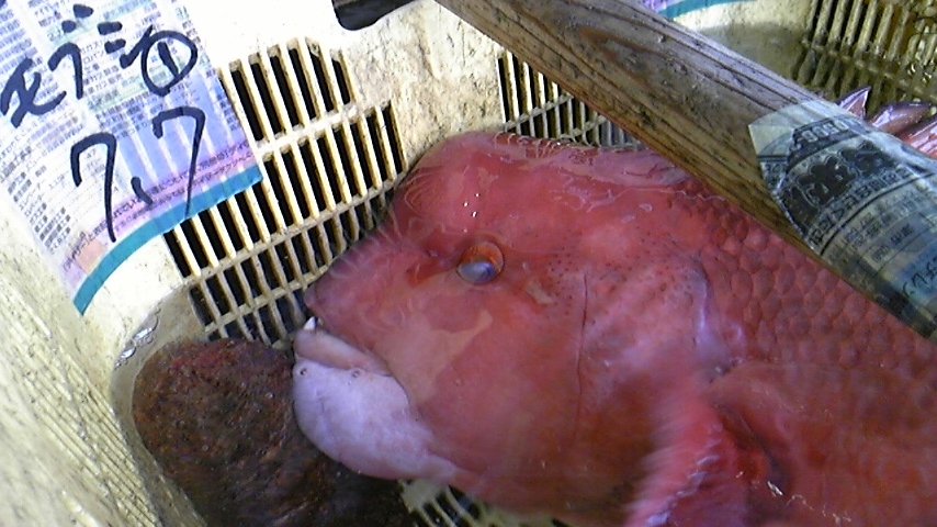 イケメン魚 ダイニングオーナー 佐橋昭次 のひとり言