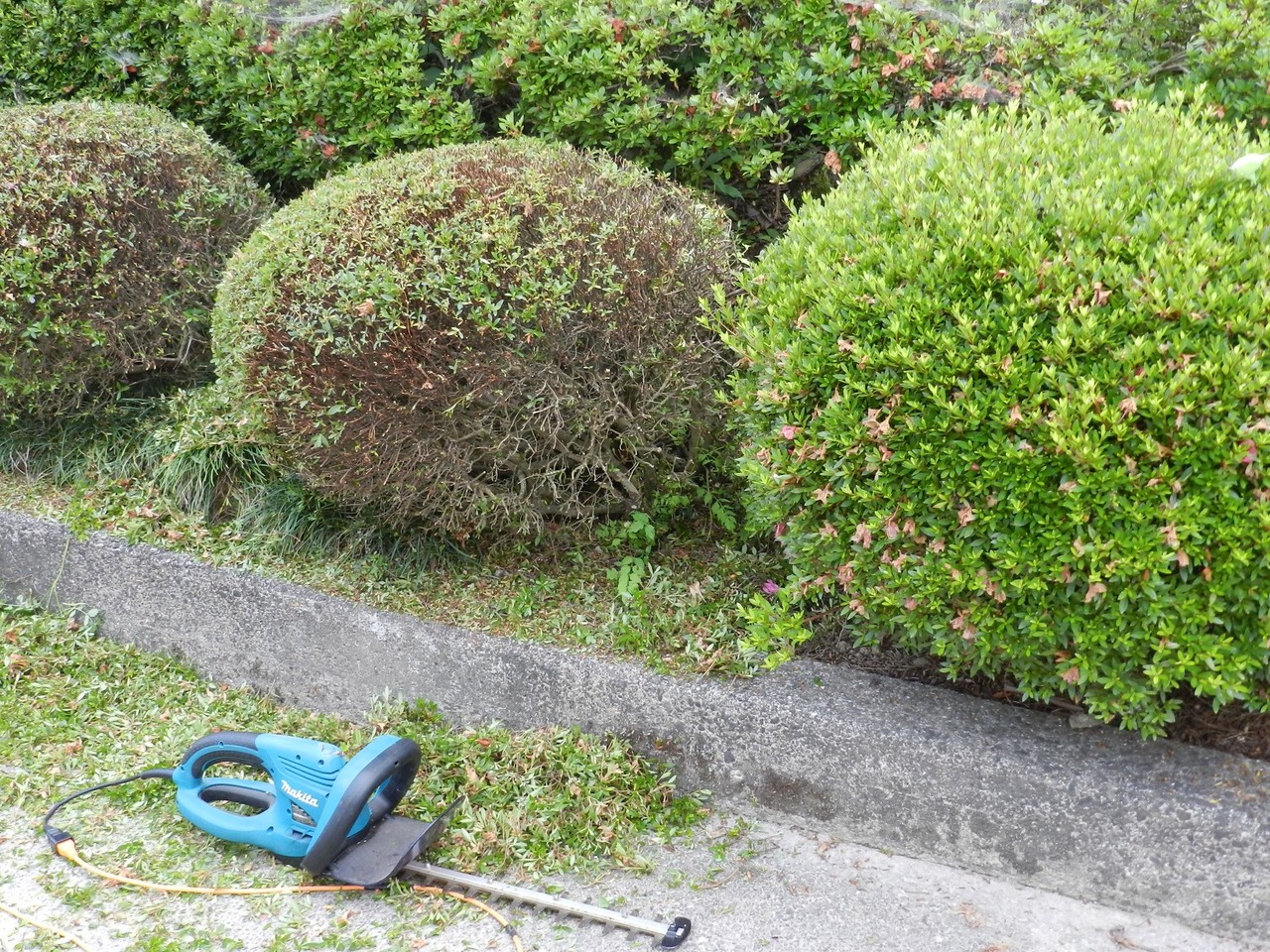 さつきの剪定 六方たんぼのコウノトリ便り