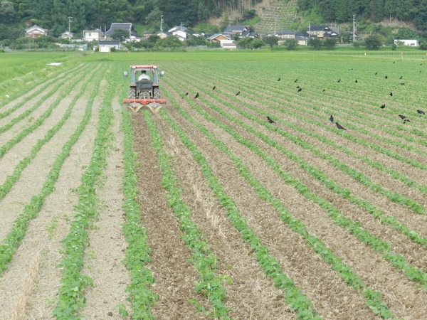 大豆の中耕培土作業 : 六方たんぼのコウノトリ便り