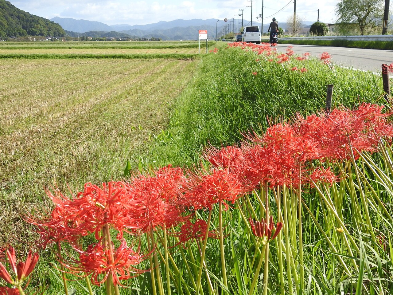 六方田んぼの彼岸花 六方たんぼのコウノトリ便り