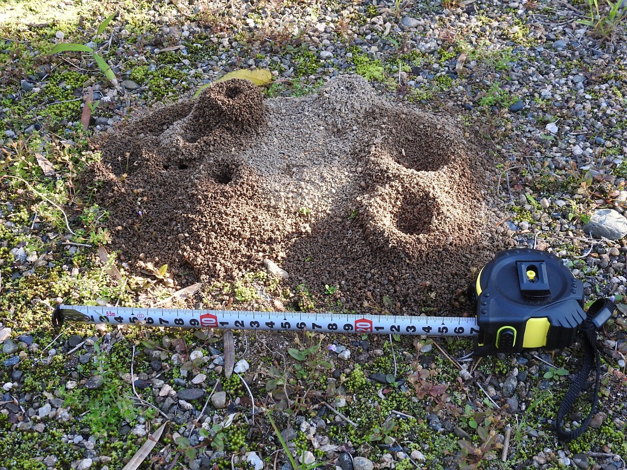 蟻塚出現 六方たんぼのコウノトリ便り