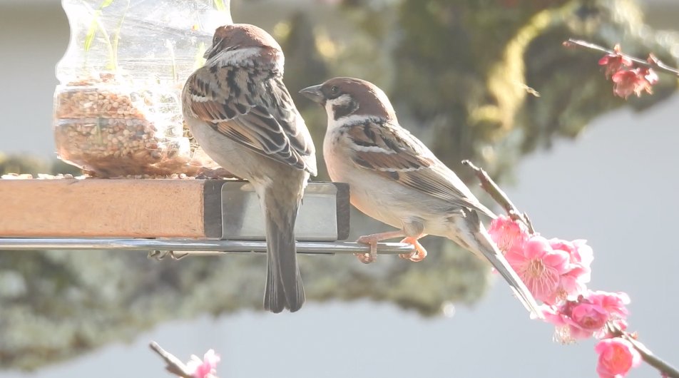 ペットボトルでスズメのえさ箱 六方たんぼのコウノトリ便り ペットボトルでスズメのえさ箱 六方たんぼのコウノトリ便り