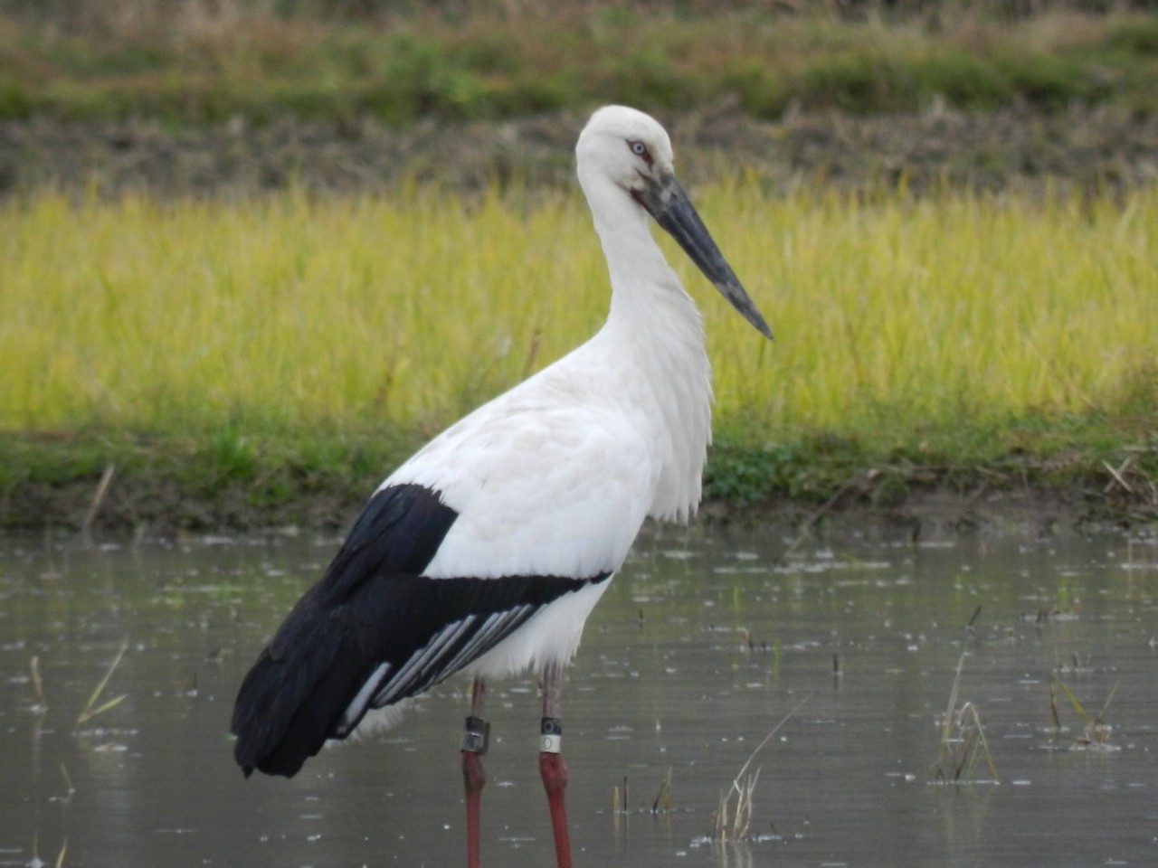 コウノトリ賞