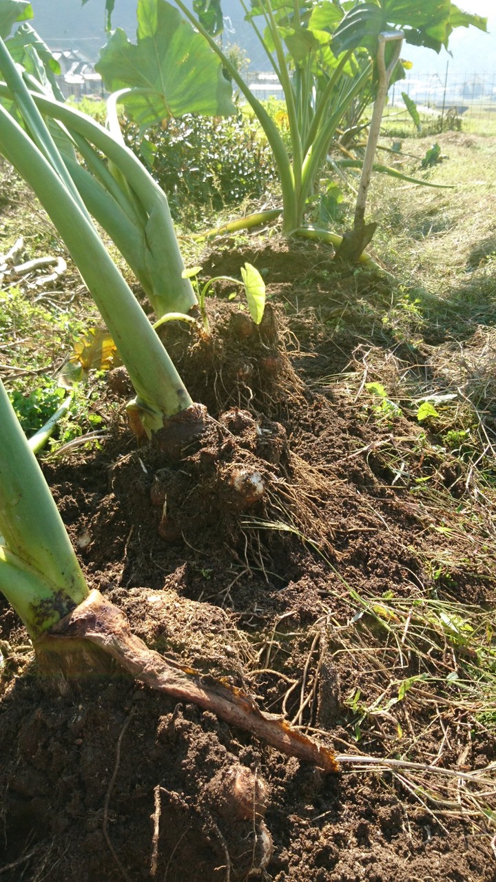 里芋収穫 六方たんぼのコウノトリ便り
