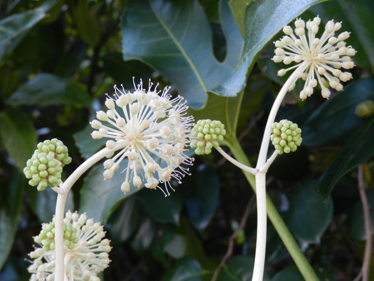 六方たんぼのコウノトリ便りヤツデの花が咲いた。                Oka Osamu