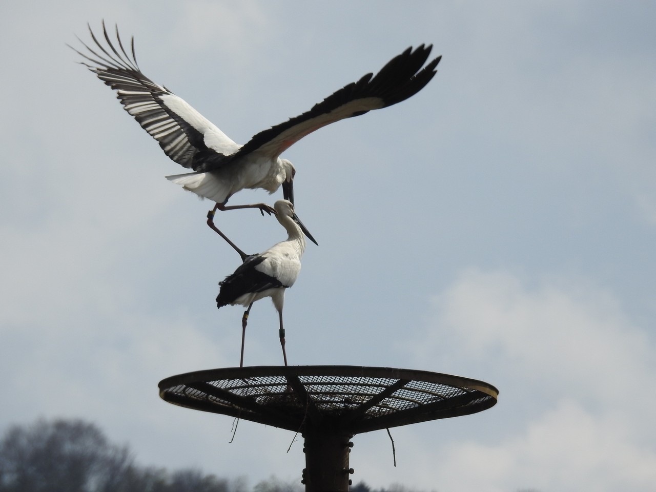 河谷巣塔にj00とj0501 六方たんぼのコウノトリ便り