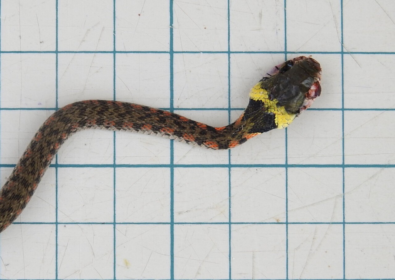 ヤマカガシの幼蛇 : 六方たんぼのコウノトリ便り