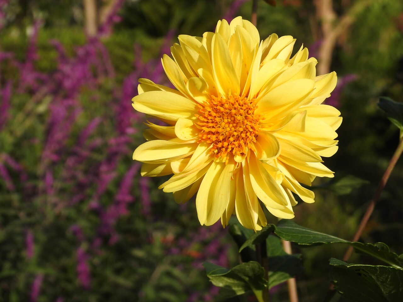ダリアと秋明菊 六方たんぼのコウノトリ便り