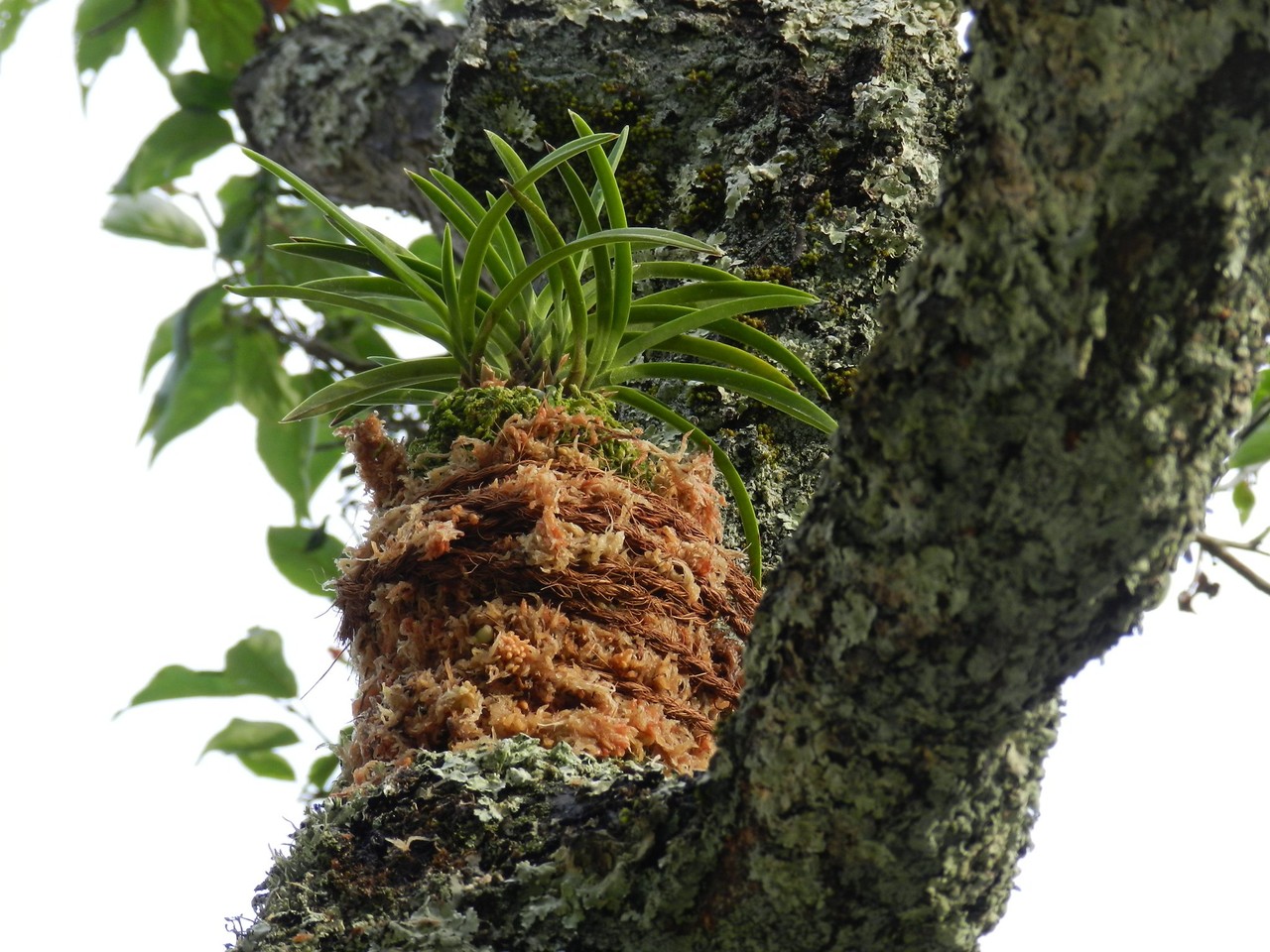 六方たんぼのコウノトリ便りフウランを庭木に着生                Oka Osamu