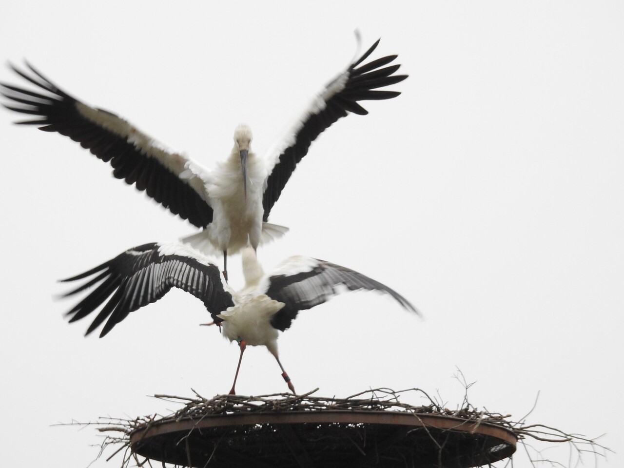 河谷巣塔の春 六方たんぼのコウノトリ便り