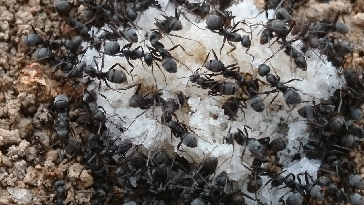 蟻塚出現 六方たんぼのコウノトリ便り
