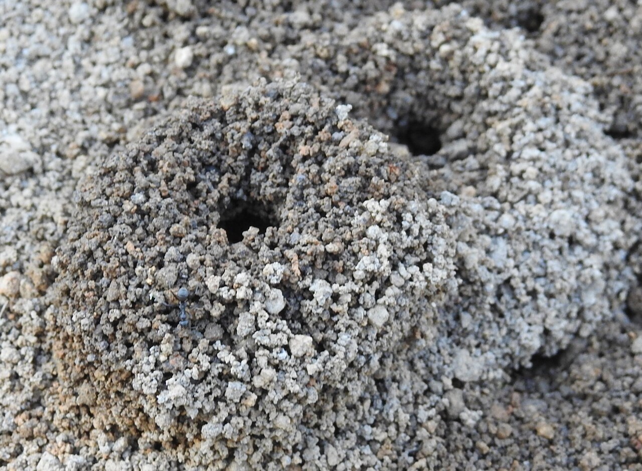 蟻塚出現 六方たんぼのコウノトリ便り