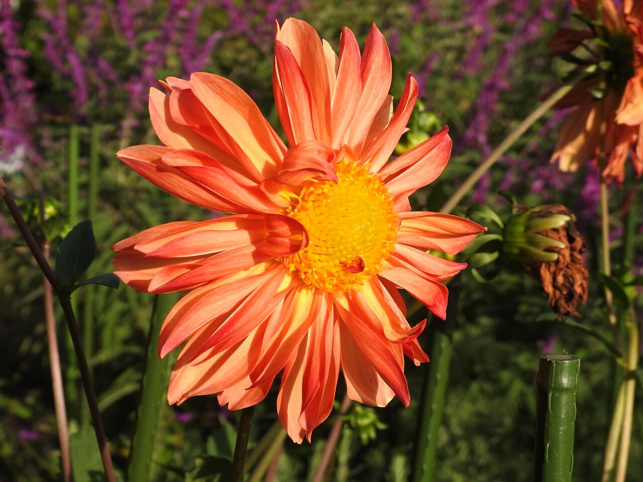 ダリアと秋明菊 六方たんぼのコウノトリ便り