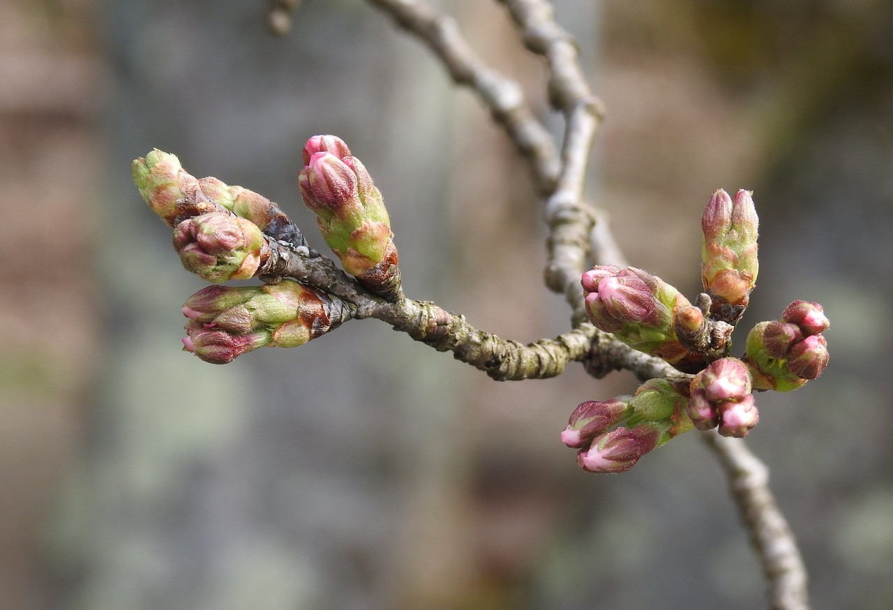 桜のつぼみ膨らむ 六方たんぼのコウノトリ便り 桜のつぼみ膨らむ 六方たんぼのコウノトリ便り