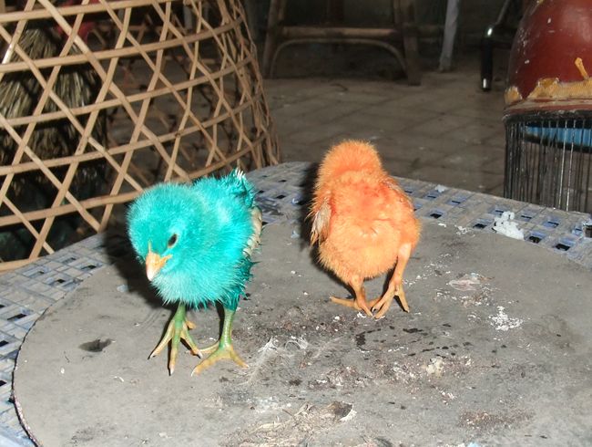 色鮮やかなカラーひよこの画像とカラーひよこの酷い製造作業の映像 ろろどちゃんねる