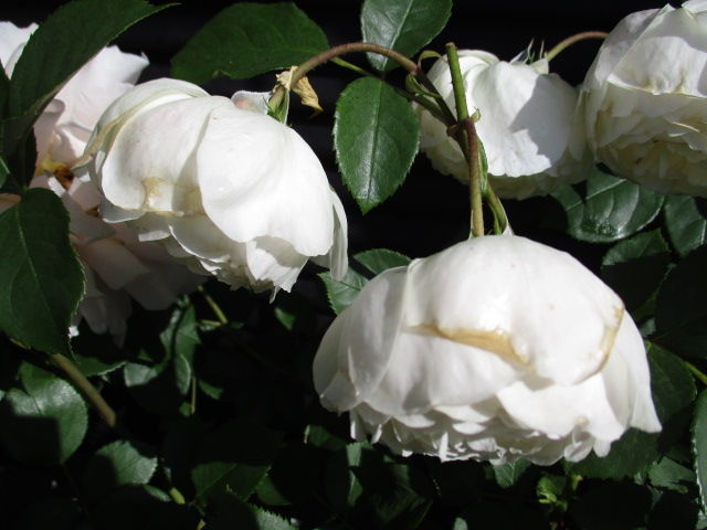 我が家の薔薇 デスデモーナ 薔薇の名前