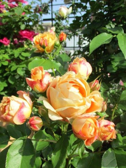 我が家の薔薇 L ヴィータ 薔薇の名前