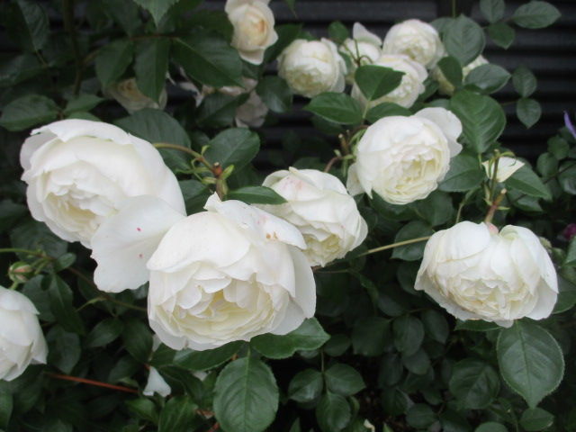 我が家の薔薇 デスデモーナ 薔薇の名前