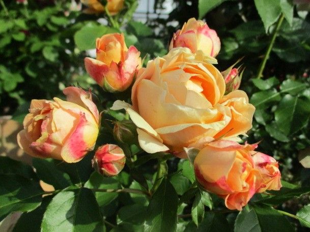 我が家の薔薇 L ヴィータ 薔薇の名前