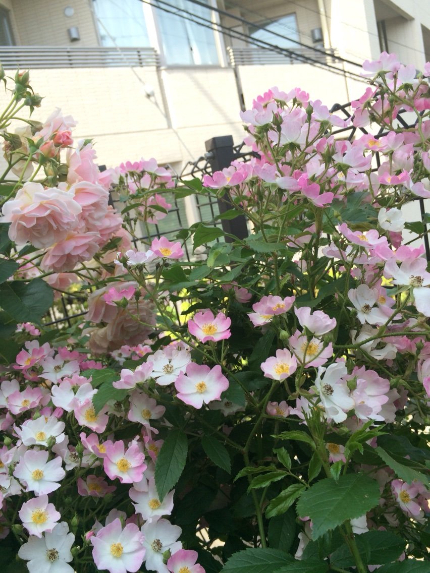 つるバラたち バラと手作りの日々
