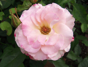 04099f79.jpg
