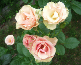 acc13630.jpg