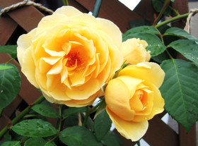89f2f519.jpg