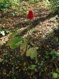 e7b57820.jpg