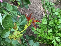 IMG20250629174208