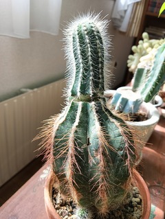 20260905Cuctus1