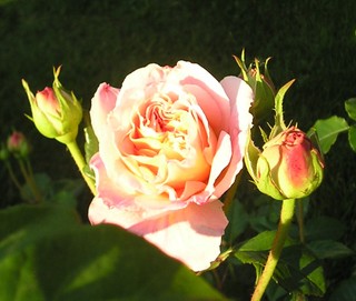 6e226320.jpg
