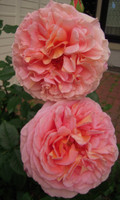 5b5de2b9.jpg