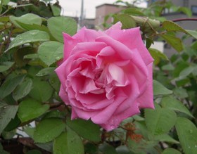 072660e6.jpg