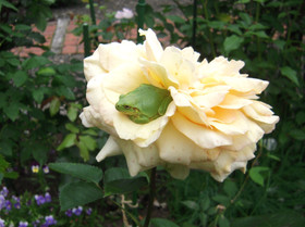 03d53272.jpg