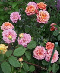 959d6240.jpg