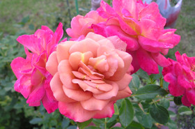 99d8051c.jpg