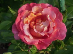 3caa5611.jpg