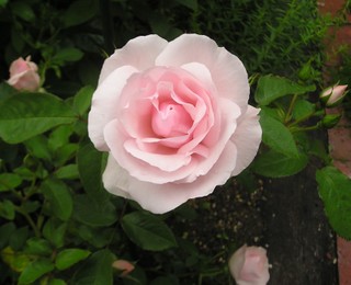 9875c779.jpg