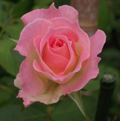 63e3e492.jpg