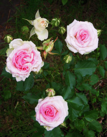 a24200a7.jpg