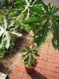 e64620ce.jpg