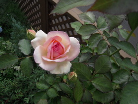 458d3321.jpg