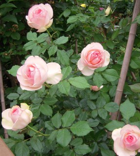2764c54b.jpg