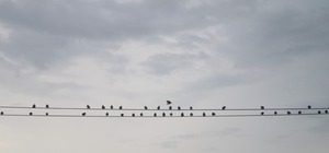 20210822Birds2
