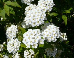 20260601Garden5
