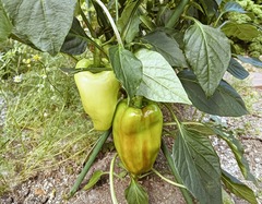 20260813Paplica