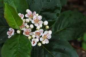 20170527Aronia1