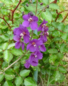 20260528Garden07