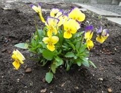 20260509Garden2