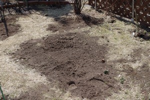 20210410Garden3